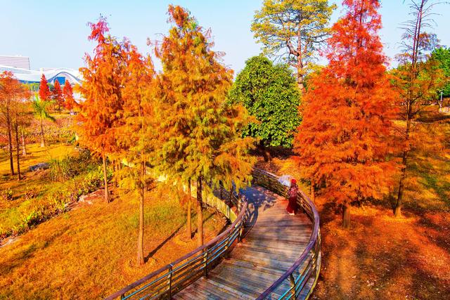 柳州龙湖公园的水衫红了!把冬天装扮得超美!你来打卡了吗?