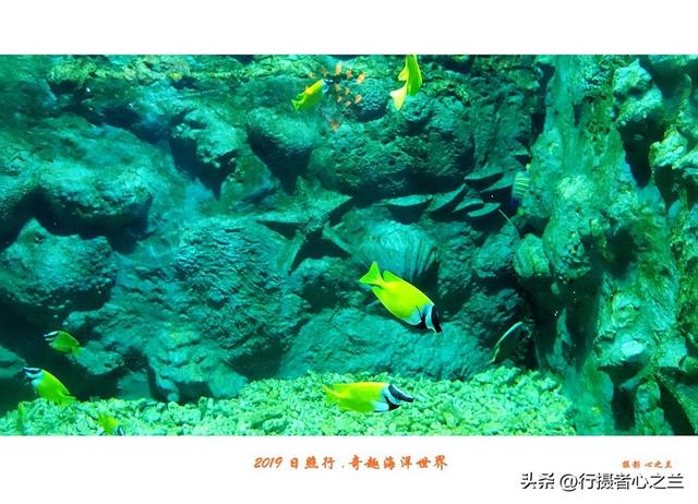 山东行游影记（91）—日照奇趣海洋世界（二）