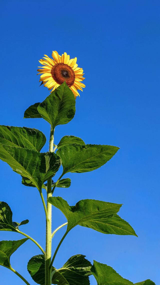 奥森赏葵花