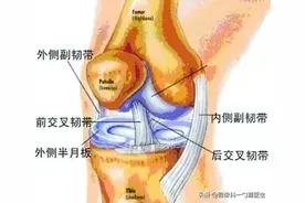 ★膝关节解剖收藏图谱MR（活到老，学到老！）普通人也能看懂！图片