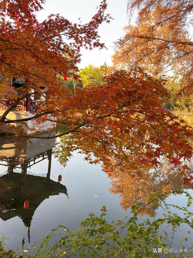沪上园林古猗园已达颜值巅峰