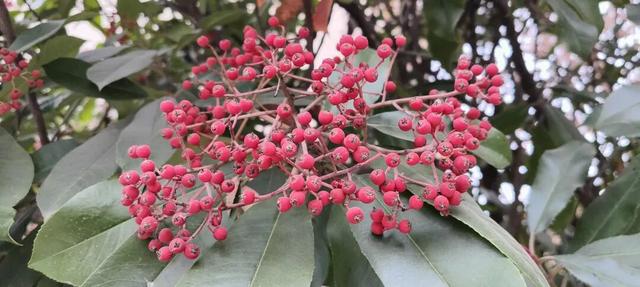 红果累累！森林公园石楠果红了，满树红果笑寒风！