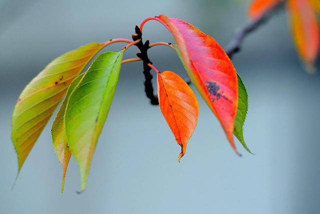 大公图书馆丨秋日里的诗意庭园
