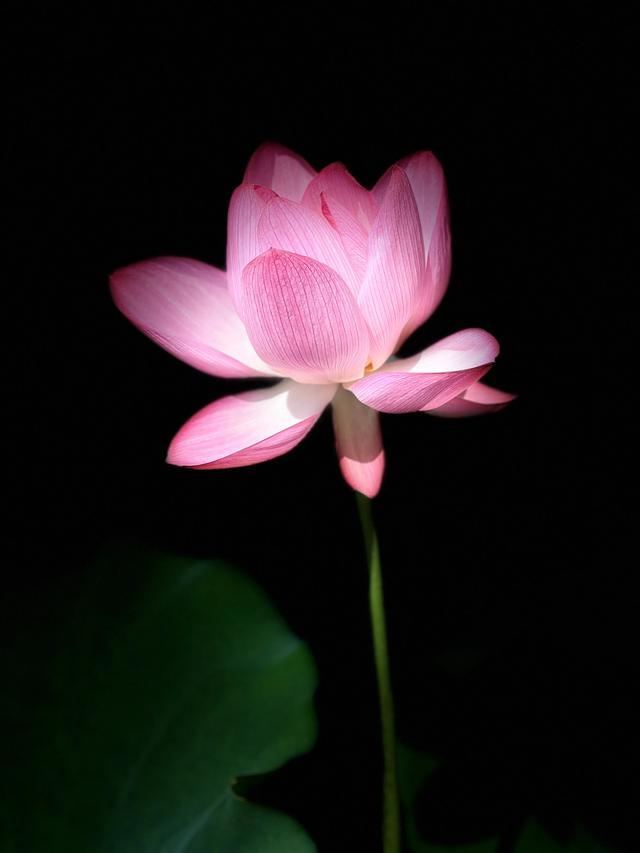 夏日西湖，8月9日。