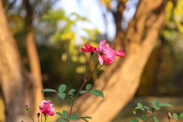 藏不住的惊艳！这座公园正处颜值巅峰