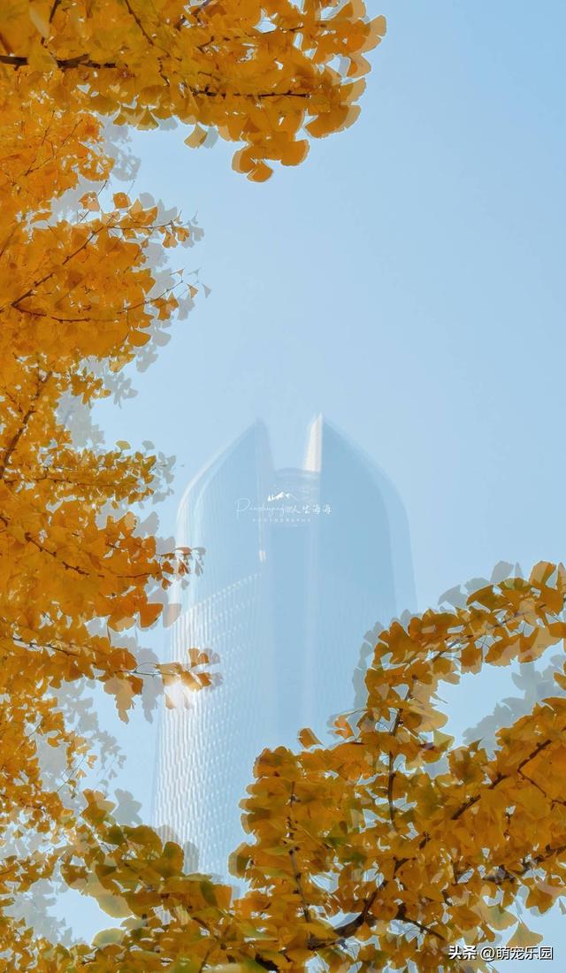 武汉秋色正浓时，梧桐叶片渐染黄，街头诗意盎然