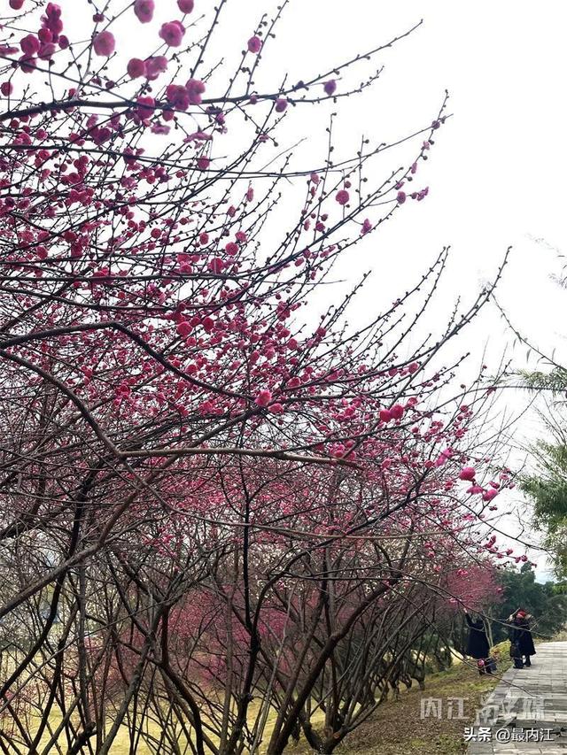 赶紧去！内江大自然湿地公园红梅进入最佳观赏期