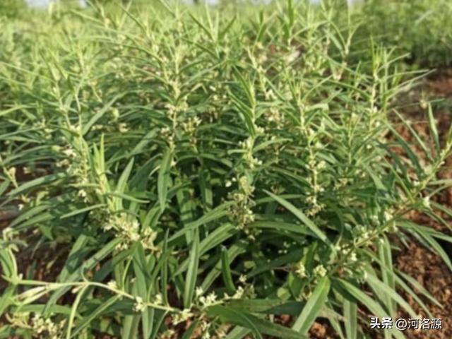 巩义延寿山菊园秋色