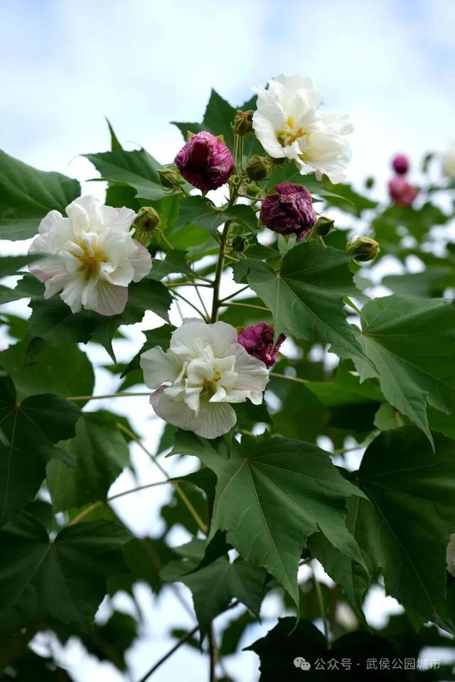 天府芙蓉园花开烂漫，邀请你来一场和秋天的浪漫约会