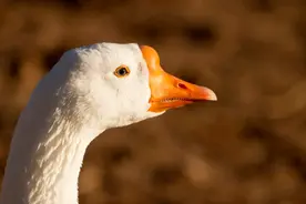 "农村的“三霸”之一：鹅，凶悍与威慑力的象征"图片