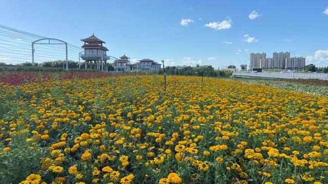 超出片！长春周边“上线”10 万㎡花海~