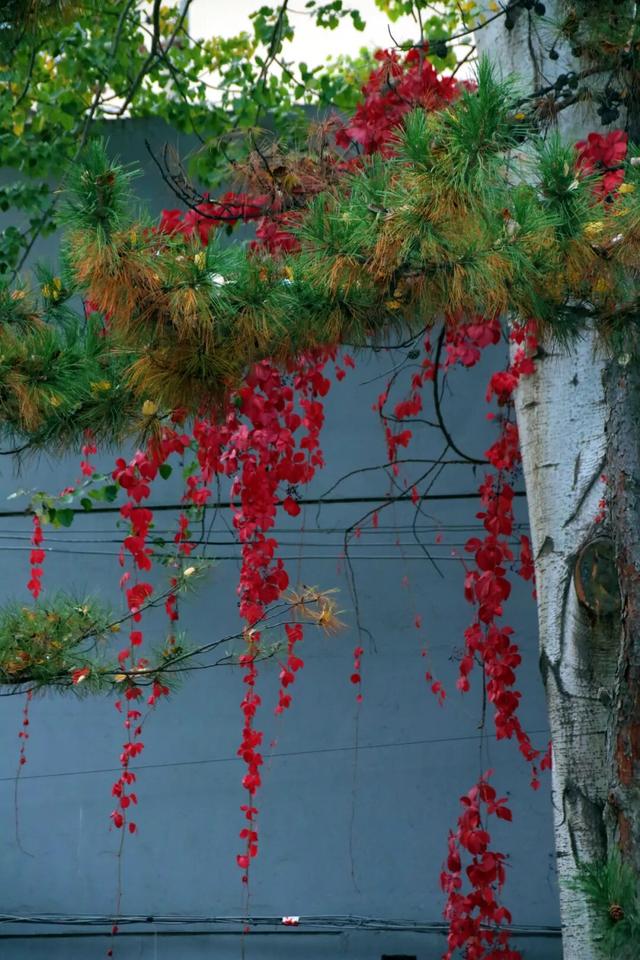 进度已达90%！呼和浩特进入全盛期！最近每天都不一样，呼市人抓紧出门