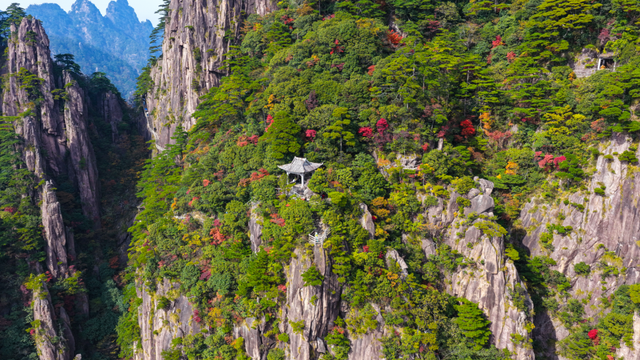 紧急播报：黄山秋色已达峰值，100%颜值在线，速来！| 皖美冬日 | 第十五届安徽国际文化旅游节