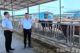 长城观察丨肉牛价格持续下跌 养殖户危中求机图片