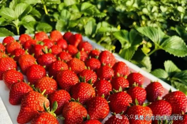 元旦的西海岸真的超超超多惊喜!🤩