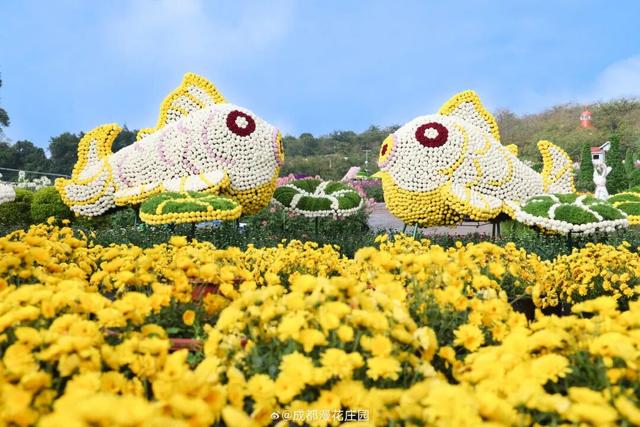 15万株绽放醉美菊花展，成都又美爆了！