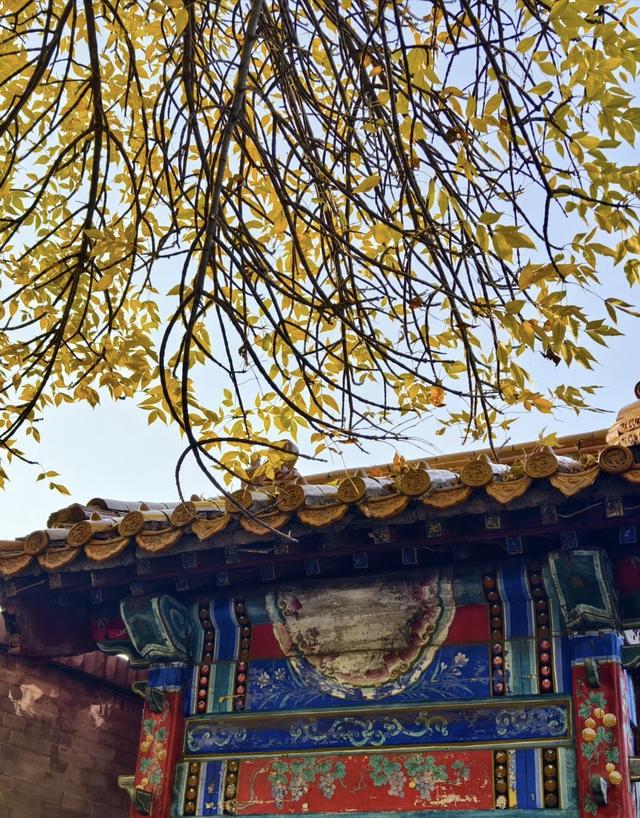 “北平之秋便是天堂” | 五四大街的金色浪漫！