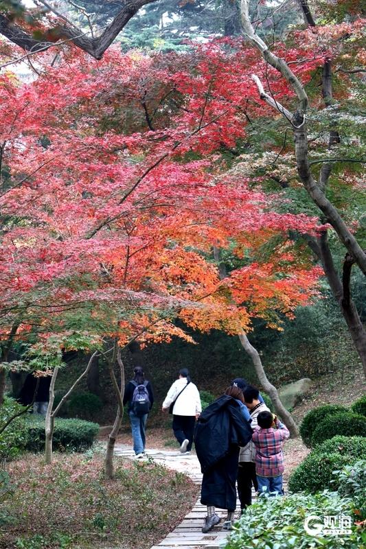 中山公园枫林涧：冬意渐浓，“枫”景上线！