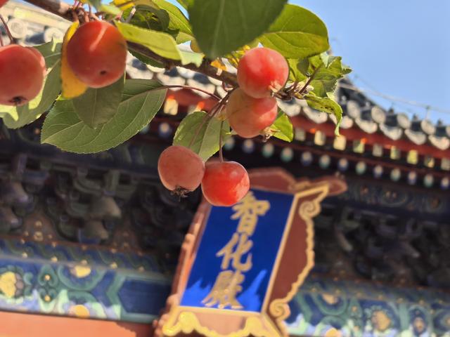 北京智化寺，小巷中的禅修之所