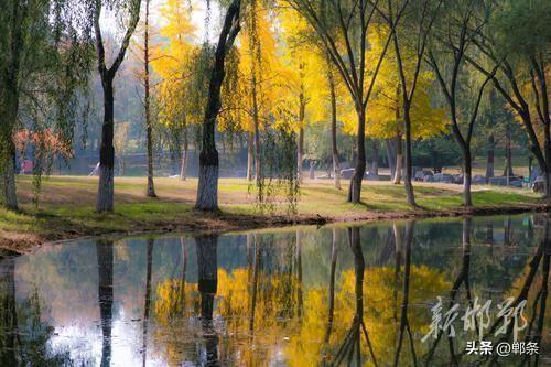 龙湖公园银杏染秋 定格深秋童话景致