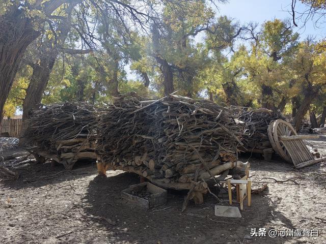 额济纳旗胡杨林
