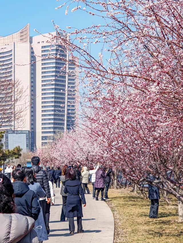 超出片!泰达桃花开成海,来赏!