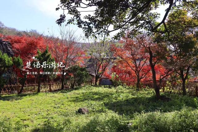 宁波四明山中鲜有人知的乡村，却被誉为中国红枫之乡，景色太迷人