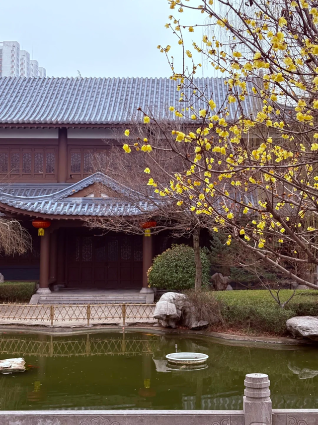 花开有时・四季有诗 | 冬享沂蒙过大年，临沂腊梅邀你赴一场暗香之约