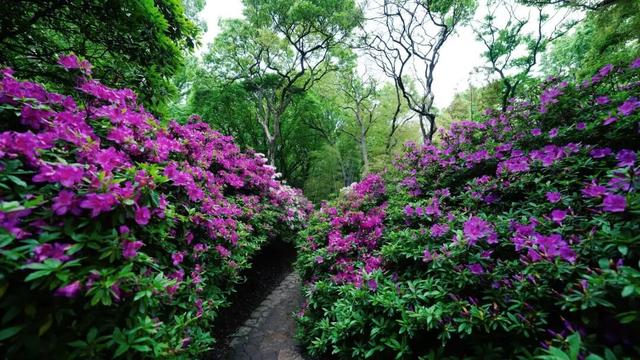 无锡这座绝美花园，免费开放了