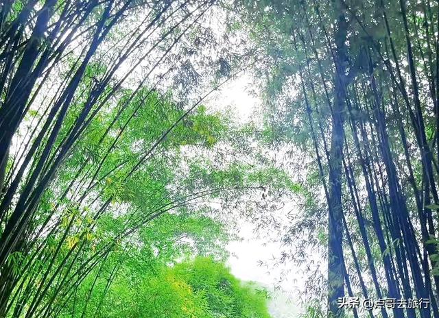 成都被低估的清凉胜地，徒步超舒服，大自然凉风阵阵，不要门票。