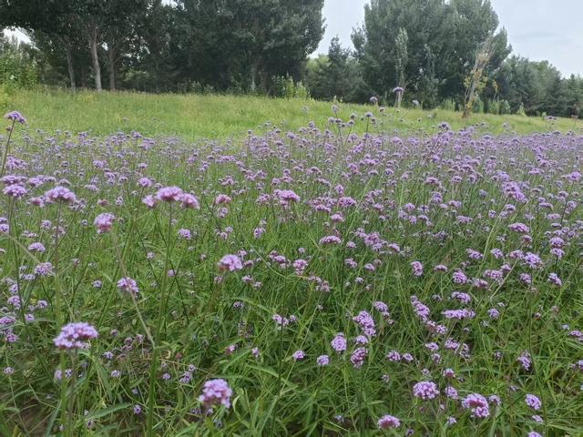 游马鞭草田
