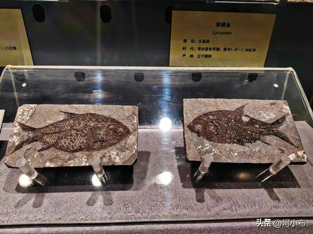 郑州室内遛娃好去处！藏在郑州的"魔法屋"！解锁亿万年的奇妙旅程