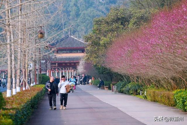 梅香漫绿心 嘉州绿心公园迎赏梅热潮