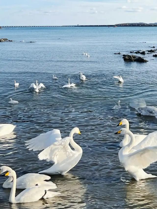 山东荣成：天鹅与海鸥齐飞，这座低调滨海城，藏着北纬37°的浪漫