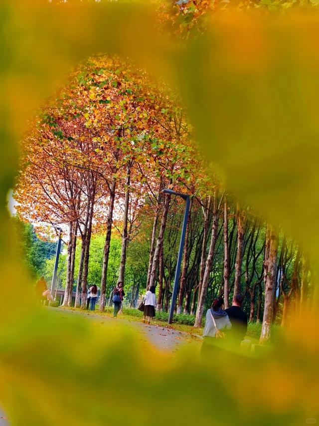 最高气温20℃!重庆人快来这些公园晒太阳