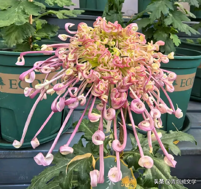 趵突菊韵 锦绣泉城