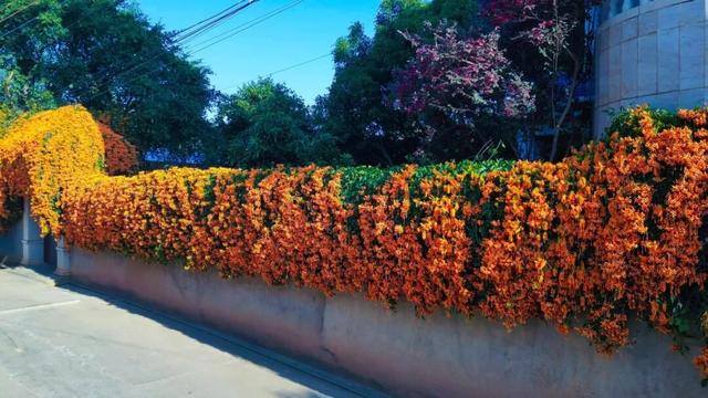 弥勒炮仗花瀑布，太出片了！多个打卡点→