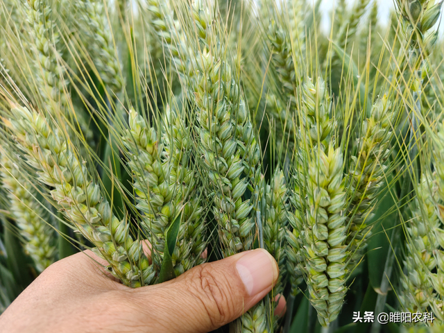 这个小麦品种，连续6年亩产均超过800公斤，如何种植才能获得高产