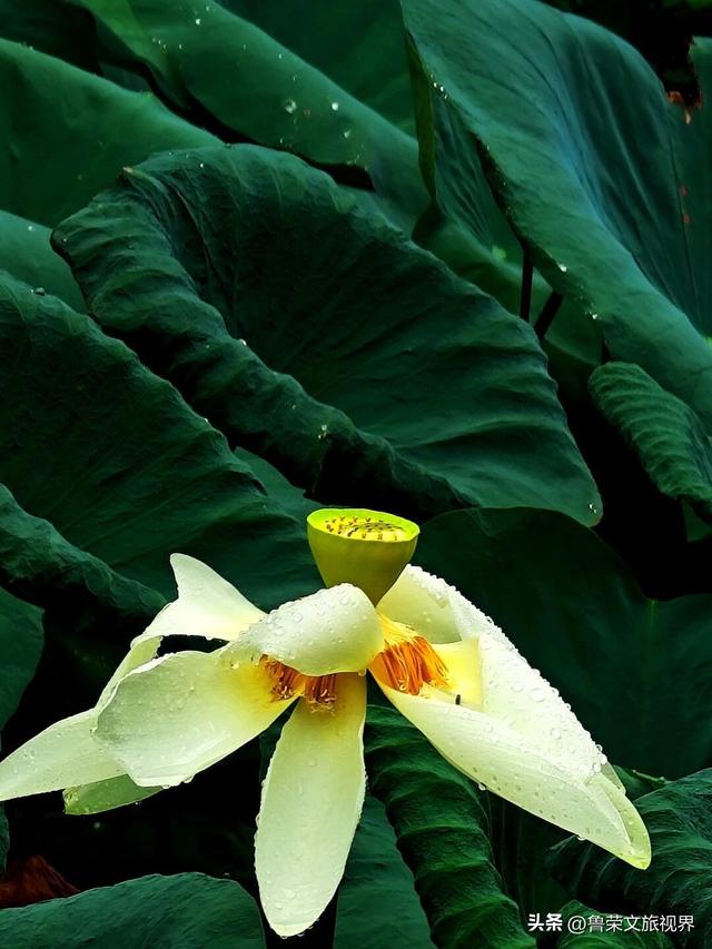 北回归线上的绿宝石：西双版纳的暖冬秘境