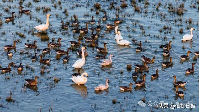 @仙桃人，这回大家真的要关注呀！