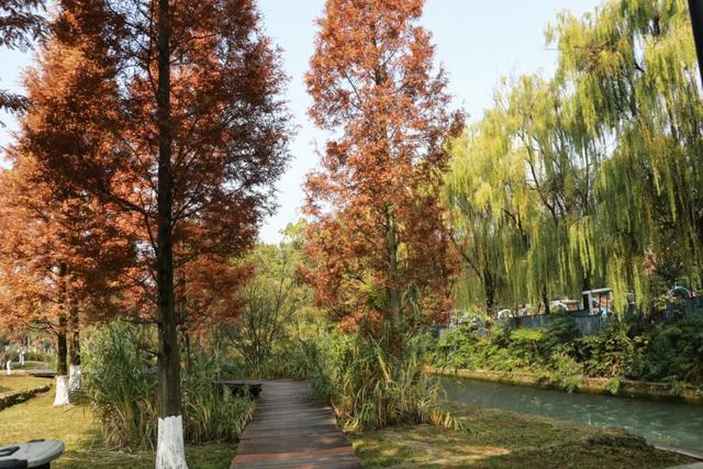 郫都水杉红了!抱着手机猛拍,被这限定美景狠狠惊艳