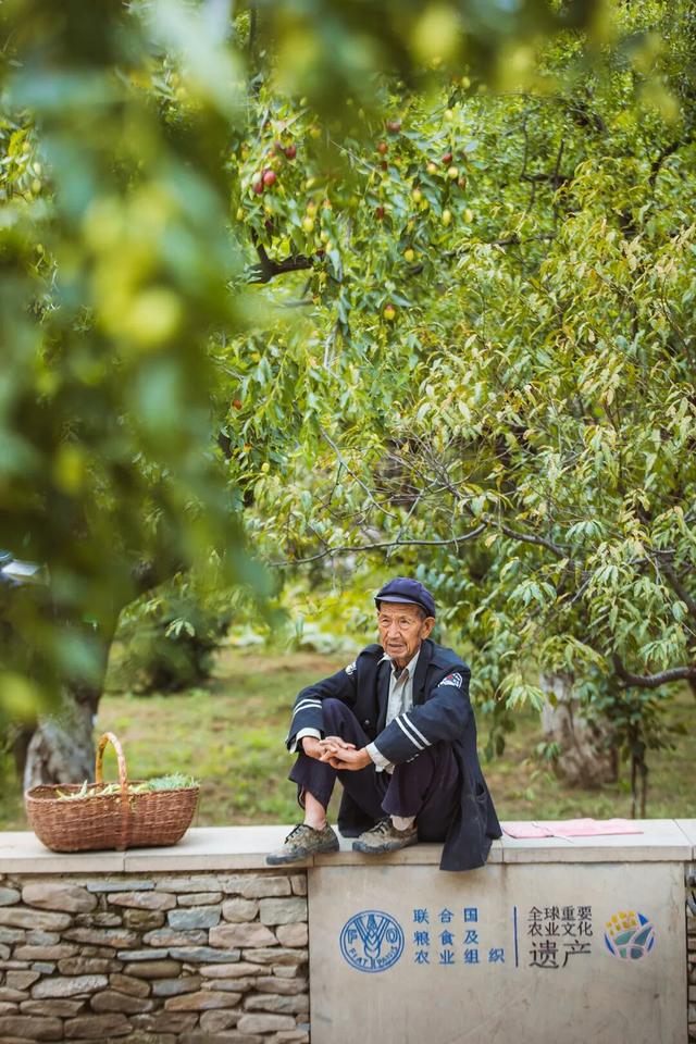 国庆去哪儿玩？黄河岸边枣儿红，醉美金秋在佳县！