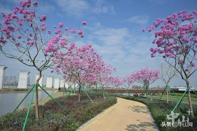 紫花风铃木、美丽异木棉……中山这些公园花开正好，快去打卡