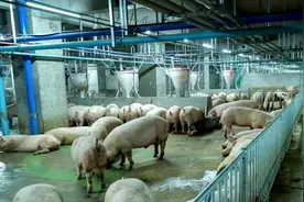 世界第一养猪大楼在中国，造价40亿，每年出栏120万头，太牛了！图片