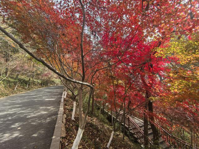 南京栖霞山一日徒步，游千年古刹，看漫山红叶