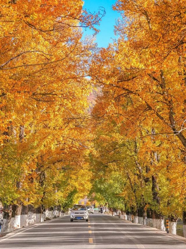 停停停！甘孜秋天美得太快了我看不过来