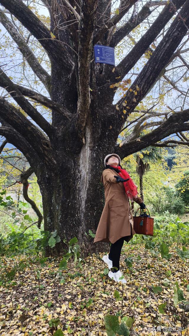 金叶映古村，醉美长岗岭