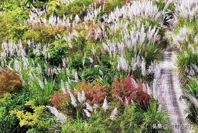 成都金堂爆红秋景，芭茅彩林超级惊艳，不要门票，徒步也是超棒！