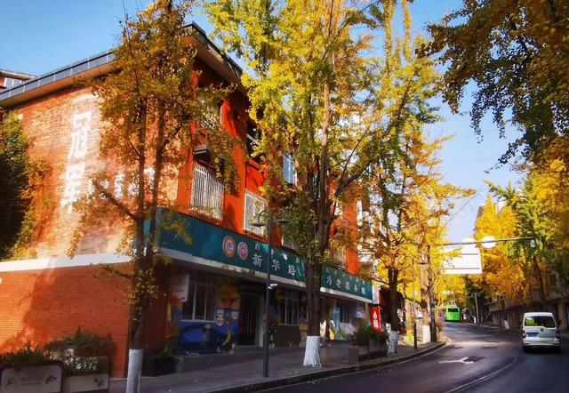 小径披金黄外衣，银杏叶片如金币，冬日里竟藏着流动画卷