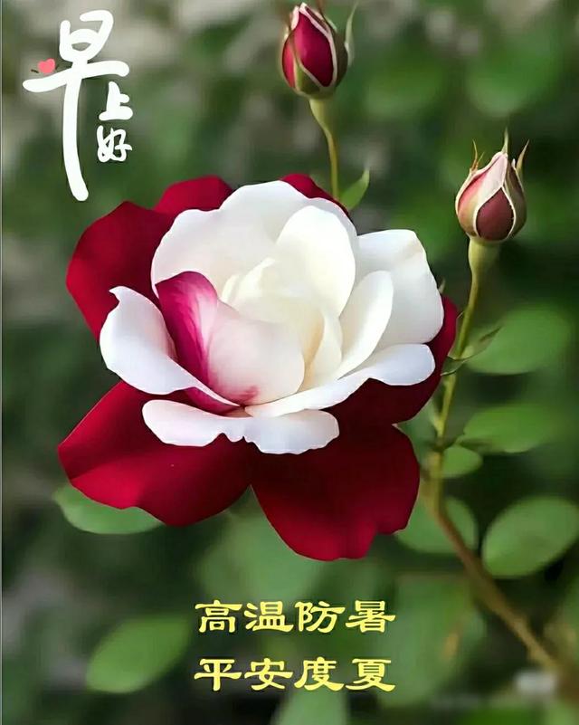 早上好早安祝福美图/静观天边云卷云舒，笑看庭前花开花落